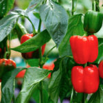 Paprika Gesundes Gemüse